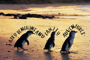 Visit Phillip Island fairy penguins